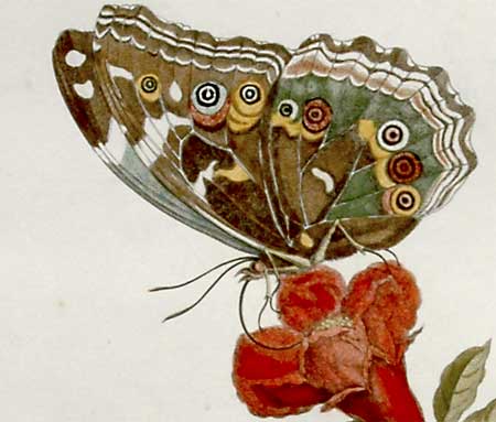 Maria Sibylla Merian (1647-1717) zI001_tn