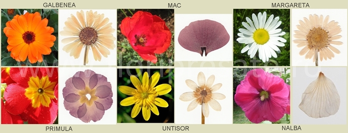Comparatii_decolor_m