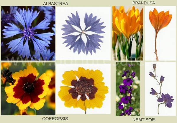 Comparatii_pastrare_m